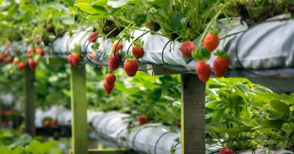 Strawberry plants growing in a shipping container farm setup.