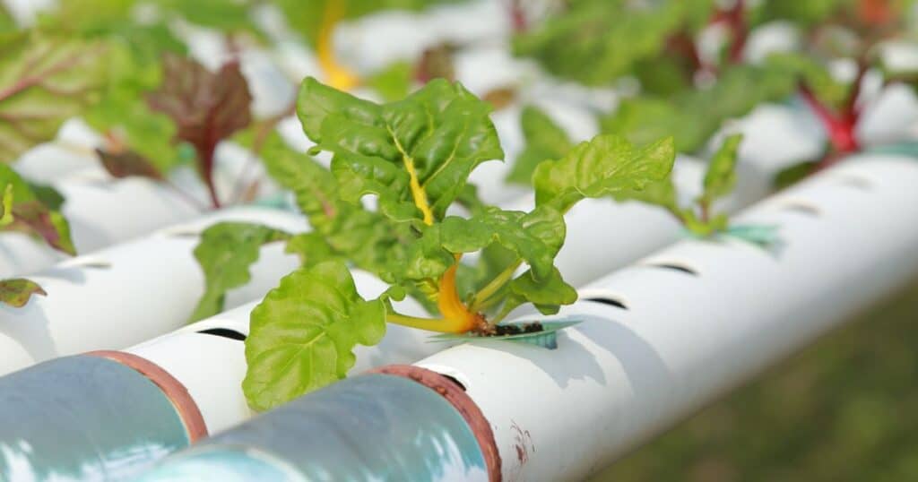Young leafy greens growing in a shipping container farm setup.