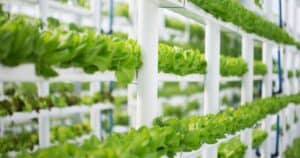 Hydroponic lettuce growing in a shipping container farm setup.